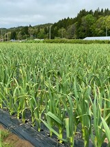 青森県産 にんにく ホワイト六片 バラ 1kg 大きめ_画像5