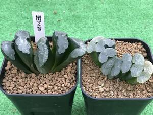 多肉植物 ハオルチア 玉扇2点セット 