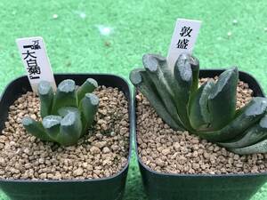 多肉植物 ハオルチア 2点セット⑤ 