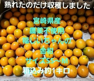 ●味見にいかが？宮崎県産　農薬不使用　福じいちゃんの露地植え金柑　箱込み約１キロ