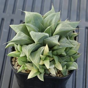 【1円スタート!】ハオルチア　マヤ錦　Haworthia maya f. variegata　美斑入り子付き　多肉植物　プレステラ90型深鉢に植え