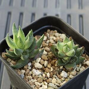 【1円スタート!】ニ苗セッド　ハオルチア　雷鳥の爪　鷹の爪　Haworthia reinwardtii greenii とハオルチア　九輪塔　Haworthia coarctata