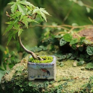 MINI maple 苔　モミジ　山紅葉　イロハモミジ　苗木　苔テラリウム　盆栽
