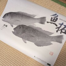 釣り フィッシングカレンダー SHIMANO 魚拓 2024年/令和6年 シマノ 大型壁掛けカレンダー 店名印無 甘鯛 アマゴ 餌釣りフライフィッシング_画像1