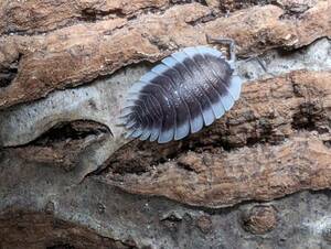 ■ Анонимная доставка ■ Warnelia Owaraji 12 животных Porcellio Warneri CB