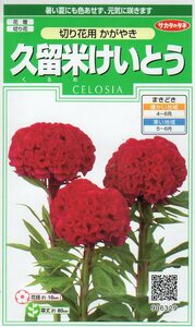 ◆久留米けいとう◆　【切り花用かがやき】　サカタのタネ