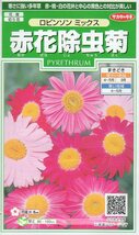 ◆赤花除虫菊◆　【ロビンソンミックス】　サカタのタネ_画像1