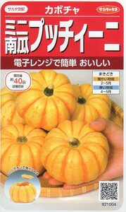 ●かぼちゃ●　ミニ南瓜　【プッチィーニ】　サカタのタネ