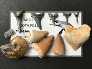 モササウルスの歯 [Z793] 化石 三葉虫 アンモナイト サメの歯 モササウルス スクアリコラックス 歯 恐竜の歯 恐竜の化石 鮫の歯 恐竜 サメ
