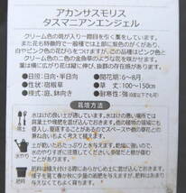 ∮ 斑入り アカンサス タスマニアンエンジェル ②　耐寒 宿根草 草花 地植え 鉢植え 庭植え ガーデニング　　_画像2