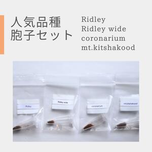 ビカクシダ 胞子人気品種 4種セット　mt.kitshakood Ridley