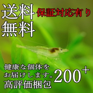 ☆ミナミヌマエビ200匹＋α 岡山産（ 翌日着エリア限定）【死着補償有り・送料無料】