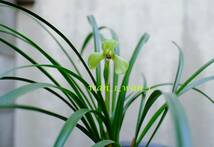 中国春蘭 「緑英」 上木５条　花芽（咲くかな？）１_画像2