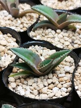 《M.W.L.GREEN》Agave titanota black pantherアガベチタノタ 黒豹 TC ネームステッカー付き ②_画像3