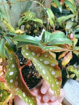 Begonia maculata　ベゴニア　マクラータ　木立性　観葉植物　熱帯植物_画像4