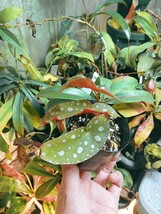 Begonia maculata　ベゴニア　マクラータ　木立性　観葉植物　熱帯植物_画像2