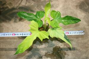 No.023/-TGK-r40206- /Philodendron ‘Golden Dragon variegated’/フィロデンドロン ’ゴールデンドラゴン斑入り‘