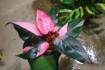 No.04/-TGK-r50404-/Philodendron Pink princess ’Marble king‘/フィロデンドロン ピンクプリンセンス ’マーブルキング‘_画像1