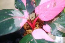 No.04/-TGK-r50404-/Philodendron Pink princess ’Marble king‘/フィロデンドロン ピンクプリンセンス ’マーブルキング‘_画像7