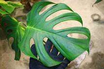 No.032/-TGK-/モンステラ デリシオーサ Ⅳ’ /国内実生増殖株/Monstera deliciosa var, 'Ⅳ' from Japan_画像2