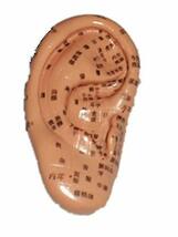 【好縁店舗】 耳 オブジェ 耳の部位 人体模型 鍼灸 経絡 針灸 耳のツボ 説明書つき_画像1