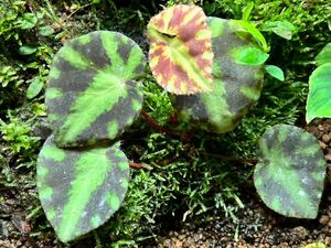 Begonia cleopatrae ベゴニア クレオパトラエ　子株1株　原種ベゴニア/パルダリウム/熱帯植物