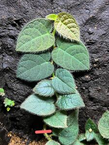 Ficus villosa フィカス・ビローサ　カット苗　パルダリウム/クライマープランツ/熱帯植物