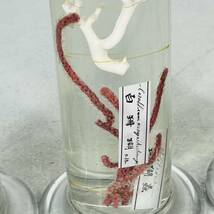 NA4466 液浸標本 3本まとめ 赤珊瑚 白珊瑚 珊瑚蟲 サンゴ アカサンゴ シロサンゴ 医学部 研究 標本 検K_画像6