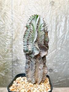 Euphorbia polygona F4【古株】ユーフォルビア ポリゴナ スノーフレーク