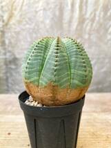 Euphorbia obesa F12【美株】ユーフォルビア オベサ_画像4