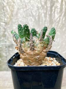 Euphorbia gamkensis F15【古株・良型】 ユーフォルビア ガムケンシス