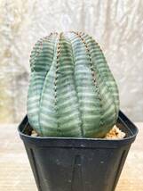 Euphorbia obesa F22【美株】ユーフォルビア オベサ_画像2