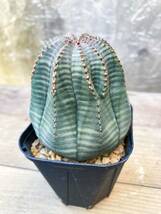 Euphorbia obesa F22【美株】ユーフォルビア オベサ_画像7