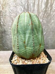 Euphorbia obesa F31【美株】ユーフォルビア オベサ