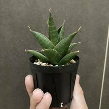 【New ハイブリッド】サンセベリア Nilakan サンスベリア Sansevieria_画像4