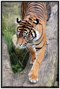 迅速対応 即日 フリー画像 送料無料 1円即決 フリー素材 フリー写真 ご自由にお使いください 動物　トラ　虎5