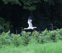 周辺環境　コウノトリが飛来します