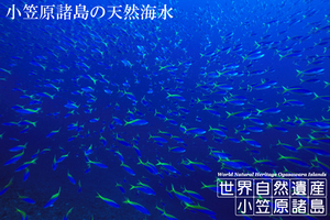 全国一律送料込み!世界遺産　小笠原諸島の天然海水 20L クリアな海水が120cm水槽に栄える！