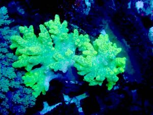 【New aquarium】【サンゴ】沖縄産 コエダカタトサカ サンプル画像 ±6-8cmソフトコーラル