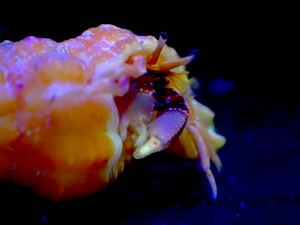 激レア！！【New aquarium】【ヤドカリ】沖縄産 チャイロサンゴヤドカリ ±3-4cm サンゴ 海水魚 個体販売