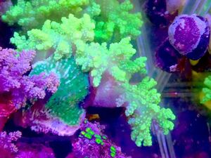 【New aquarium】【サンゴ】沖縄産 コエダカタトサカ コモンサンゴ付きＮｏ．5 海水魚 個体販売 ソフトコーラル