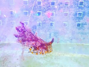 1円出品祭！【New aquarium】【海水生物】沖縄産 ヒカリウミウシ ±3-5cm ウミウシ サンゴ 個体販売