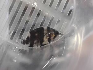 1円出品！【New aquarium】【大型魚】赤虫爆食中！ダトニオ 片面リアルバンド Ｎｏ．6 ±3-3.5cm 個体販売 熱帯魚 