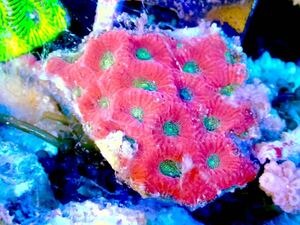 1円出品！【New aquarium】【サンゴ】キクメイシsp. レッド＆グリーン Ｎｏ．3 海水魚 個体販売 ハードコーラルSPS