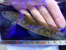 1円出品！【New aquarium】【熱帯魚】キャリコスネークヘッド ±15-16cm 大型魚 個体販売 スネークヘッド_画像1