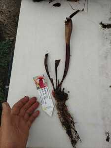 【食虫植物】サラセニア オリジナル品種 キャノンボール（Sarracenia CanonBoll)【送料無料】