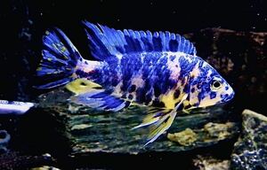 アフリカンシクリッド　アウロノカラ spec MC/OB　幼魚3cm前後4匹セット　