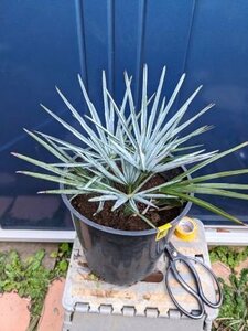 1/23撮影 現品！チャメロップス 7号◇チャメロプス フミリス セリフェラ◇Chamaerops humilis cerifera（品番YEF）【送料M】