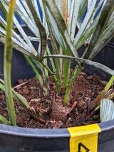 1/23撮影 現品！チャメロップス 7号◇チャメロプス フミリス セリフェラ◇Chamaerops humilis cerifera（品番YED）【送料M】_画像5