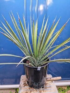 1/29撮影 現品！◇ユッカ・フィリフェラ ７号 ◇ドライガーデン◇Yucca filifera（品番HI）【送料M】